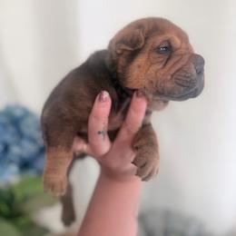 Marvel - Brown sable male Chinese Shar-Pei puppy in Lehigh Acres, Florida from Florida Wrinkles