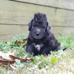 Bedlington Terriers from Prismic Bedlington Terriers
