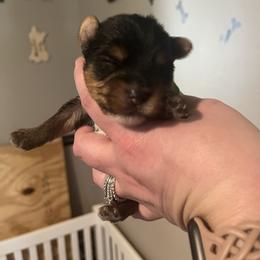 Dwele - Black and tan male Yorkshire Terrier puppy in Beavercreek, Ohio from The Yorkie Den, LLC