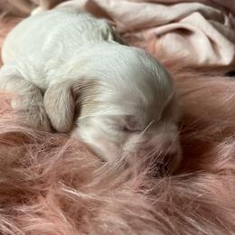 Daisy Mae - Buff and white female Cocker Spaniel puppy in Draper, Virginia from S&J Spaniels