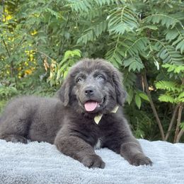 Maddie OFa - Gray female Newfoundland puppy in Falmouth, Michigan from Dyer Lake Newfoundland’s