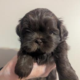 Franklin - Liver male Shih Tzu puppy in Horseheads, New York from Nancy's Cuddle Babies