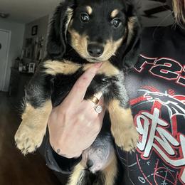 Hairy - Black and cream male Dachshund puppy in Brandon, Florida from Knights Dachshunds