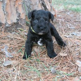Miniature Schnauzer Puppies from SSPuppy - Sophisticated Schnauzers