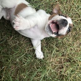 Russell Terrier Puppies from Claddagh Pastures