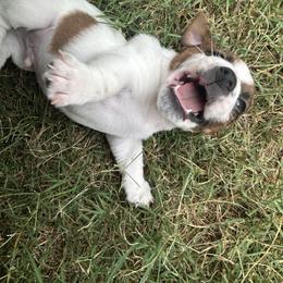 Russell Terrier Puppies from Claddagh Pastures