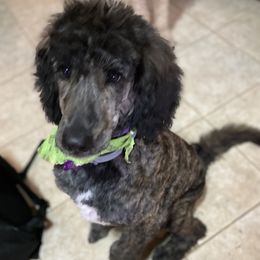 Aussiedoodles, Bernedoodles, and Goldendoodles from Imels Doodles