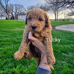 Lucky - Red  female Goldendoodle puppy in Red Oak, Iowa from Fisher Pups-Stay Golden with a Doodle