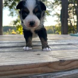 Sal - Black tri female Miniature Australian Shepherd puppy in Doddridge, Arkansas from Huddleston Farm