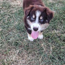 Cedar Blaze - Red tri male Miniature Australian Shepherd puppy in Muskogee, Oklahoma from Tagalong Lane Australian shepherds