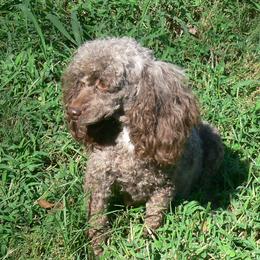 Arya - Poodle
