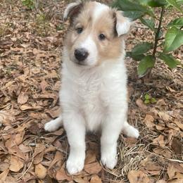 Swan - Sable merle and white male Collie puppy in Bamberg, South Carolina from Shakhor Ohr Collies and Pomeranians