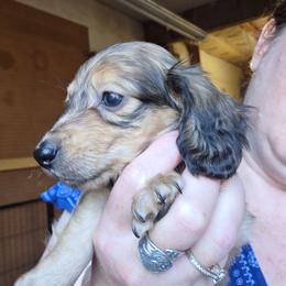 Lizbeth's longhair shaded red  boy - Red male Dachshund puppy in Caldwell, Idaho from Dozendachs