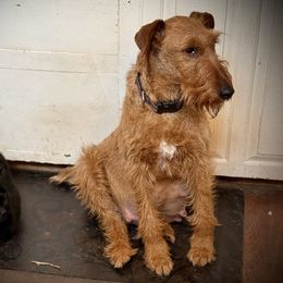 Irish Terrier and Scottish Terrier Puppies from Avonlea Terriers