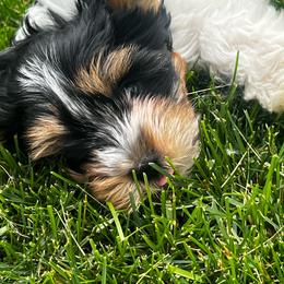 Grey - Black tan and white male Biewer Terrier puppy in Dakota Dunes, South Dakota from Dunes Pups
