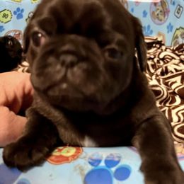 Pugs from The Painted Pug