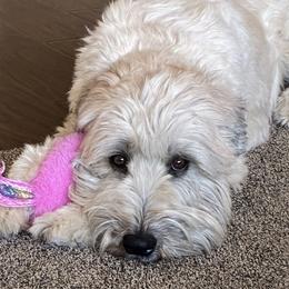 Remi - Soft Coated Wheaten Terrier