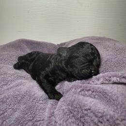 Pepper - Black male Poodle puppy in Atlanta, Georgia from YorkShih Pup & Co