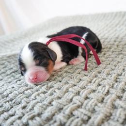 Red Boy - Tri-color male Cavalier King Charles Spaniel puppy in Nampa, Idaho from Heart Mountain Cavaliers & Floating Feathers Kennel
