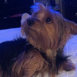 Yorkshire Terriers from Super Sweet Yorkies