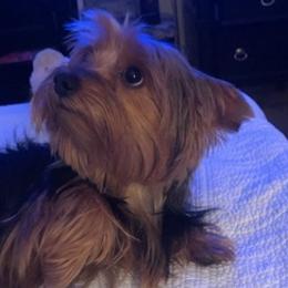 Yorkshire Terriers from Super Sweet Yorkies