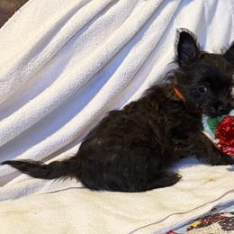 Cairn Terrier Puppies from Central Oregon Cairn Terriers