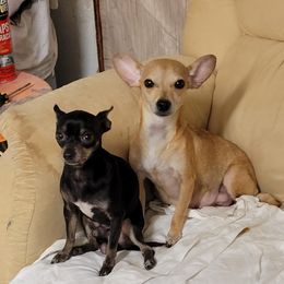 Chihuahuas from Sweet Chis
