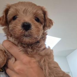 Teri - Red male Maltipoo puppy in Corona, California from Poodle house CA