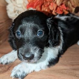 Tux - Piebald male Dachshund puppy in Unadilla, Georgia from The Hamsley Kennels of South Georgia
