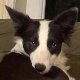 Kyra - Border Collie