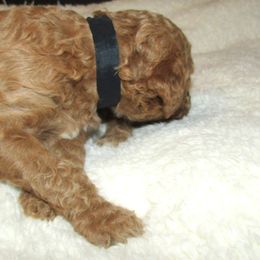 Goldendoodle and Poodle Puppies from David & Patricia Elliott