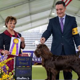 Mary - Boykin Spaniel
