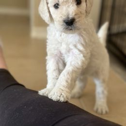 Goldendoodle Puppies from Doodle Love