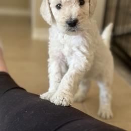 Goldendoodle Puppies from Doodle Love