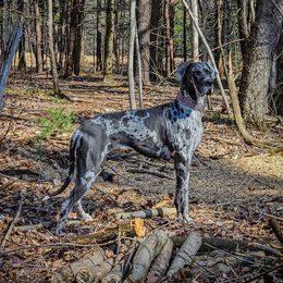 Dixie - Great Dane