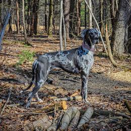 Dixie - Great Dane