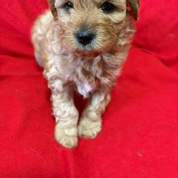 Orange-Mini - Red  male Goldendoodle puppy in Millville, New Jersey from Michelle's Doodles