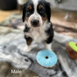 Bernedoodle Puppies from East Coast Bernedoodles