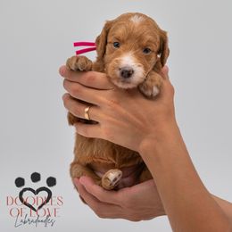 Miss Pink - Red female Labradoodle puppy in Travelers Rest, South Carolina from Doodles of Love Labradoodles