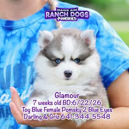 Glamour - Blue female Pomsky puppy in Humeston, Iowa from M.A.R. Dogs