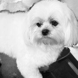 Buttons - Maltese