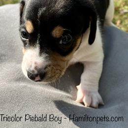 Dachshund Puppies from Shawnee Tribe Dachshunds