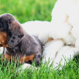 Daisy - Dapple female Dachshund puppy in Elma, Iowa from Iowa Dachshunds