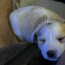 Dachshunds from Susan Ellerbe