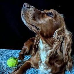 Mera - English Cocker Spaniel