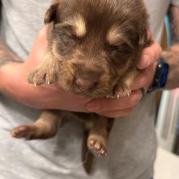 Yellow boy - Brown seal male German Shepherd puppy in Tipp City, Ohio from Urekar Haus