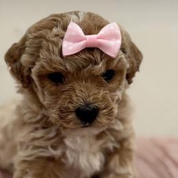 Poodle Puppies from Lixira Poodles