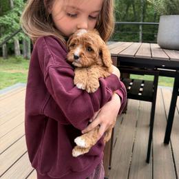 Alice - Red female Cavapoo puppy in Midland, North Carolina from Rocky River Cavapoos