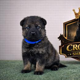 Blue Collar - Sable male German Shepherd puppy in Casscoe, Arkansas from Crown H Shepherds