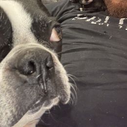 Boston Terrier Puppies from Dismond BT Farm